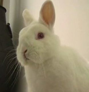 Bunny Stare Down